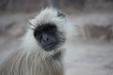 white monkey thumbnail