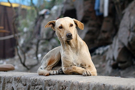 short-coated brown dog lying on concrete surface at daytime thumbnail
