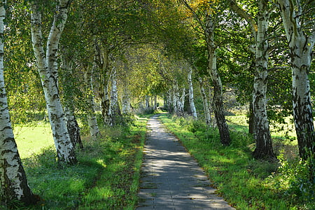 concrete pathway surrounded with trees thumbnail