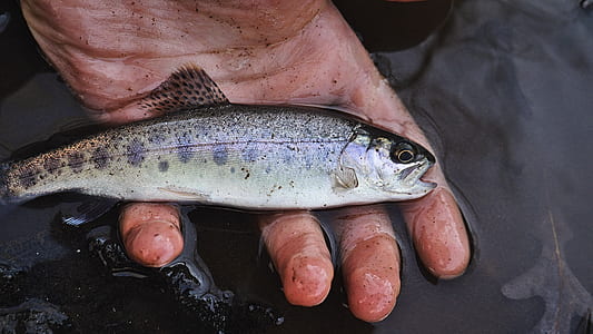 person holding fish thumbnail