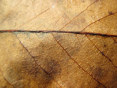 macro photography of brown leaf thumbnail
