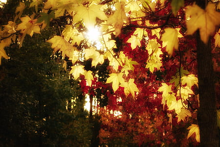maple trees during daytime thumbnail
