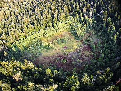 aerial photography of forest thumbnail
