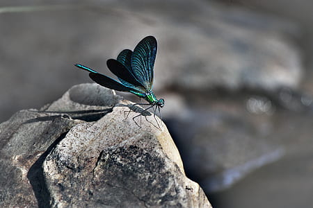 green and black damselfly during daytime thumbnail