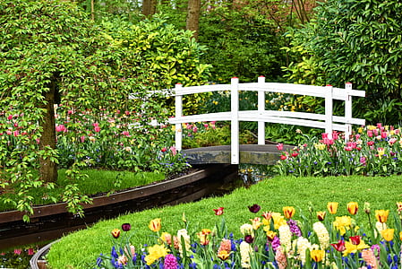 tulips near white bridge thumbnail