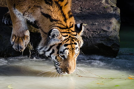adult tiger drinking water thumbnail