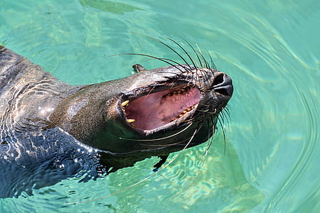 seal on body of water swimming on body of water with open mouth thumbnail