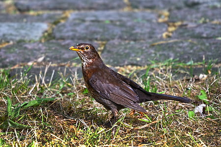 black bird on field thumbnail