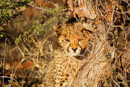 brown tiger beside tree trunk during daytime thumbnail