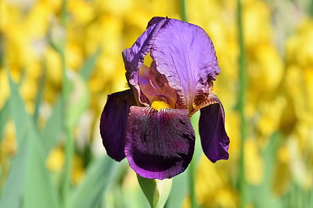 shallow focus photography of purple flower thumbnail