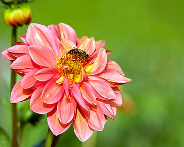 bee above pink multi-petaled flower selective closeup photography thumbnail