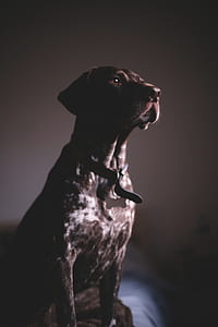 adult brown and white English pointer thumbnail