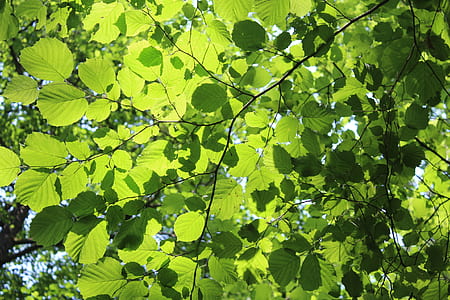 green tree thumbnail