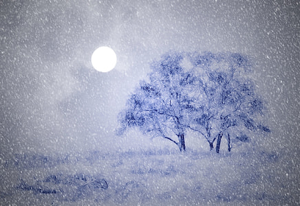 blue and black tree painting thumbnail