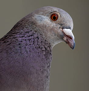 bird, animal, blur, beak thumbnail