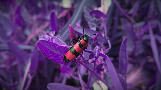 red and black beetle perching on purple flower at daytime thumbnail