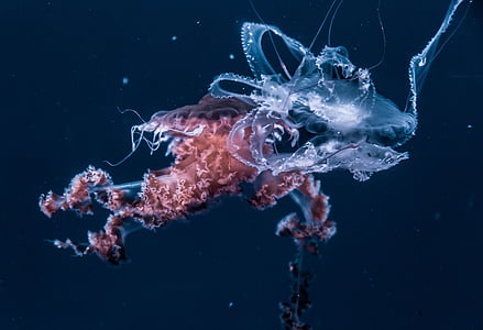 focus photo of white jellyfish thumbnail