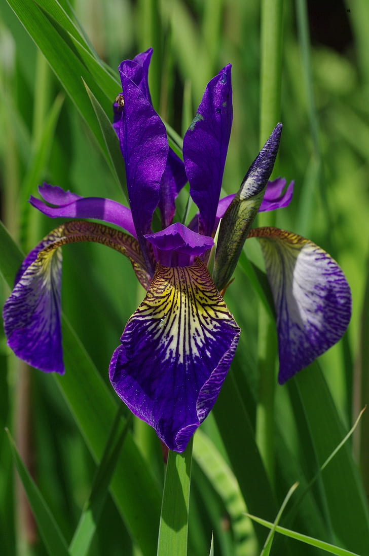 purple and yellow orchid flower