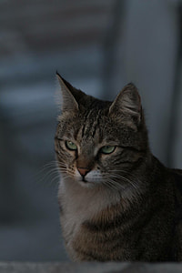 Cat, Tabby thumbnail