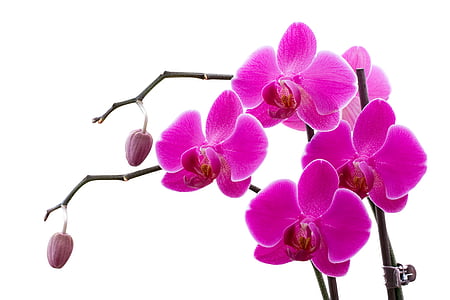pink orchid flowers on brown wooden stem thumbnail