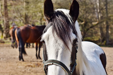 closeup photography of white and black horse thumbnail