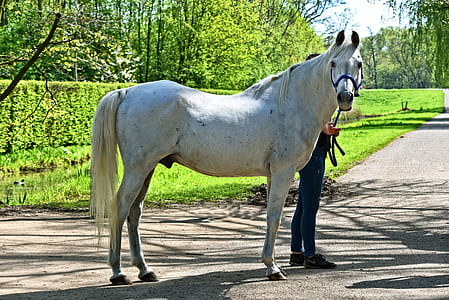 person standing near white horse on gray concrete pavement near green grass thumbnail