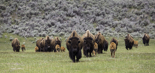 herd of buffaloes thumbnail