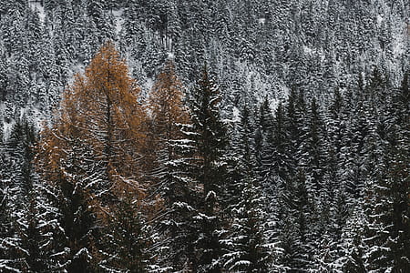 pine trees covered with snow thumbnail