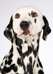 adult white and black dalmatian thumbnail