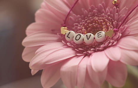 pink flower thumbnail