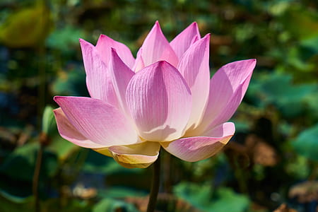 selective focus photo of purple petaled flower thumbnail