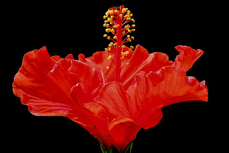 red hibiscus thumbnail