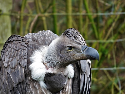 closeup photography of gray bird thumbnail