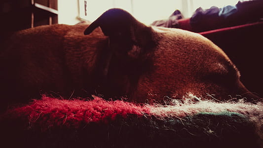 Dog on Area Mat thumbnail