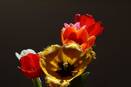 white, yellow, and red tulip flowers thumbnail