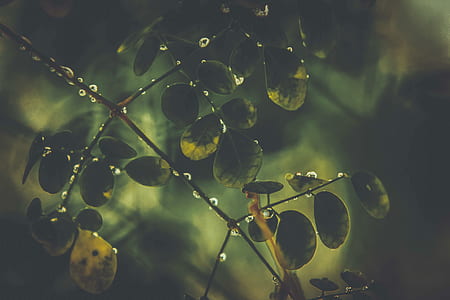 water, plant, leaves, tree thumbnail