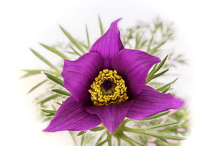 purple lily closeup photography thumbnail