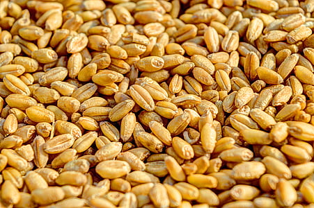 wheat grain thumbnail