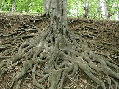 gay tree trunk thumbnail