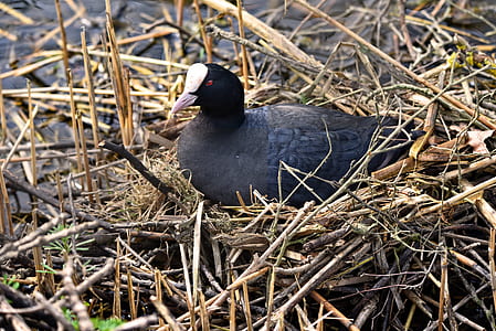 black and white duck near body of water thumbnail