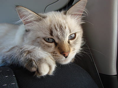 short-coated white and gray cat thumbnail