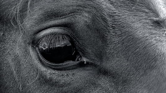 black animal eye photography thumbnail