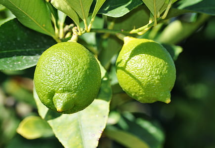 two green guavas thumbnail