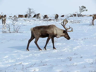 shallow focus photography of moose thumbnail