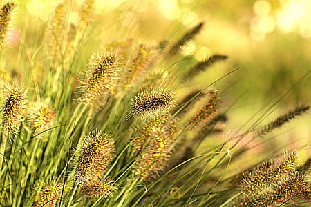shallow focus photography of brown wheat during daytime thumbnail