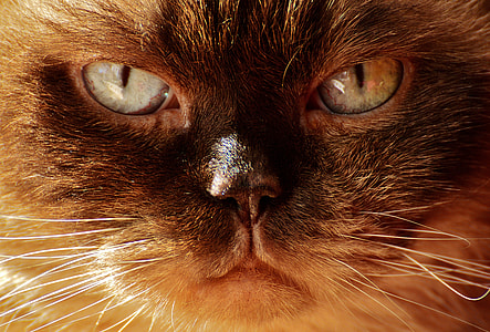 short-furred beige and brown cat close-up photo thumbnail