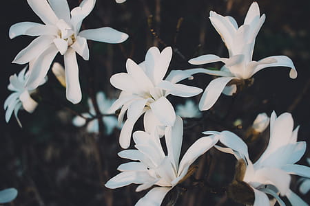 White Magnolia Flowers in Closeup Photo thumbnail