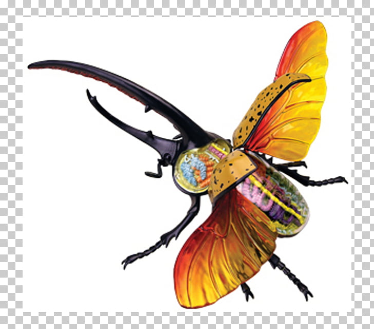 34 Monarch Butterfly Anatomy Diagram