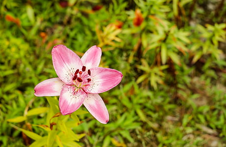selective focus photography of pink lily flower thumbnail