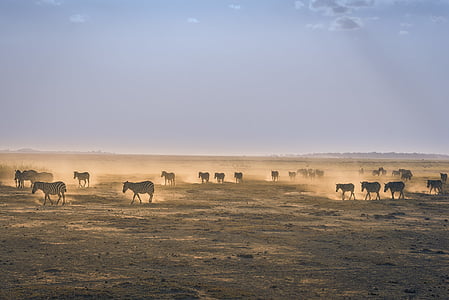 white and black zebras on gray sand thumbnail